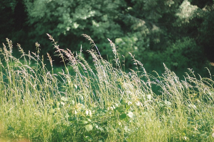 lawn safe solution for target weeds